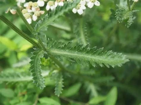 筮草|【自然百科】曾被奉为占卜神草的植物——蓍